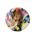 愛犬コーギースタンプラッキー（個別スタンプ：16）