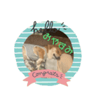 愛犬コーギースタンプラッキー（個別スタンプ：17）