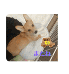 愛犬コーギースタンプラッキー（個別スタンプ：18）