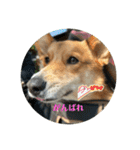 愛犬コーギースタンプラッキー（個別スタンプ：19）