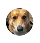 愛犬コーギースタンプラッキー（個別スタンプ：20）