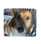 愛犬コーギースタンプラッキー（個別スタンプ：21）