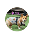 愛犬コーギースタンプラッキー（個別スタンプ：22）