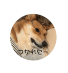 愛犬コーギースタンプラッキー（個別スタンプ：23）