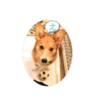 愛犬コーギースタンプラッキー（個別スタンプ：24）