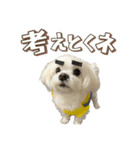 【嫁の笑顔が見たくって】ルル坊スタンプ③（個別スタンプ：23）