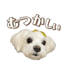 【嫁の笑顔が見たくって】ルル坊スタンプ③（個別スタンプ：33）