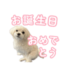 【嫁の笑顔が見たくって】ルル坊スタンプ③（個別スタンプ：38）