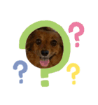 我が家のわんこ達①（個別スタンプ：1）