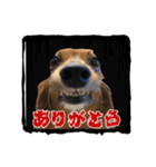 我が家のわんこ達①（個別スタンプ：6）