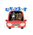 我が家のわんこ達①（個別スタンプ：7）