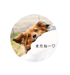 我が家のわんこ達①（個別スタンプ：8）