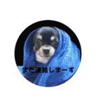 我が家のわんこ達①（個別スタンプ：13）
