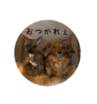 我が家のわんこ達①（個別スタンプ：15）