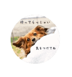 我が家のわんこ達①（個別スタンプ：20）