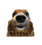 我が家のわんこ達①（個別スタンプ：22）