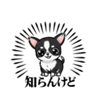 チワワの『チビちゃん』スタンプ（個別スタンプ：1）