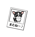 チワワの『チビちゃん』スタンプ（個別スタンプ：20）