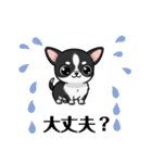 チワワの『チビちゃん』スタンプ（個別スタンプ：21）