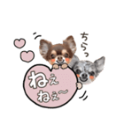 うにちゃんと、ほたてくん。【3】（個別スタンプ：24）