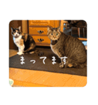 グーちゃんひなちゃんの挨拶（個別スタンプ：4）