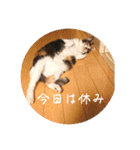 グーちゃんひなちゃんの挨拶（個別スタンプ：7）