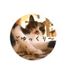 グーちゃんひなちゃんの挨拶（個別スタンプ：8）