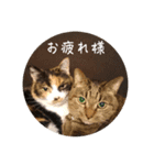 グーちゃんひなちゃんの挨拶（個別スタンプ：11）