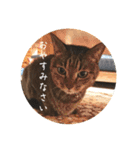 グーちゃんひなちゃんの挨拶（個別スタンプ：13）