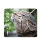 グーちゃんひなちゃんの挨拶（個別スタンプ：16）
