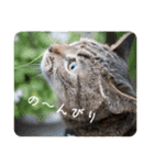 グーちゃんひなちゃんの挨拶（個別スタンプ：17）