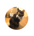 グーちゃんひなちゃんの挨拶（個別スタンプ：28）
