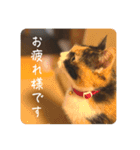 グーちゃんひなちゃんの挨拶（個別スタンプ：31）