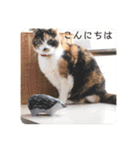 グーちゃんひなちゃんの挨拶（個別スタンプ：34）