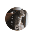 グーちゃんひなちゃんの挨拶（個別スタンプ：39）