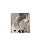 いぬ2 ささみ（個別スタンプ：1）