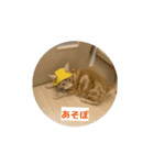 わが家のニャンTube☆コタローシリーズ☆（個別スタンプ：5）