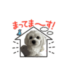 マルプーみるくスタンプ（個別スタンプ：9）