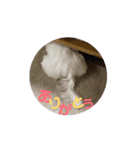 うごく、まるた。（個別スタンプ：1）