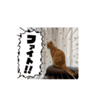 わが家のニャンTube☆コタローシリーズ3（個別スタンプ：4）