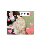 わが家のニャンTube☆コタローシリーズ3（個別スタンプ：8）