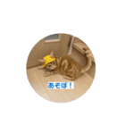 わが家のニャンTube☆コタローシリーズ0（個別スタンプ：1）