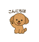 かわいいトイプードルスタンプ 2（個別スタンプ：1）