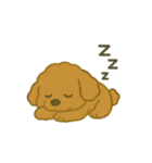 かわいいトイプードルスタンプ 2（個別スタンプ：17）