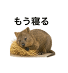 クオッカワラビーのごきげん日常（個別スタンプ：1）