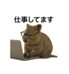 クオッカワラビーのごきげん日常（個別スタンプ：2）