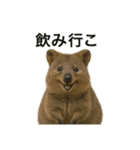 クオッカワラビーのごきげん日常（個別スタンプ：3）