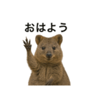 クオッカワラビーのごきげん日常（個別スタンプ：4）