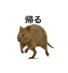 クオッカワラビーのごきげん日常（個別スタンプ：5）