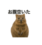 クオッカワラビーのごきげん日常（個別スタンプ：6）